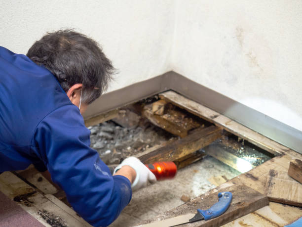 Best Attic Mold Removal  in Bridgeport, PA
