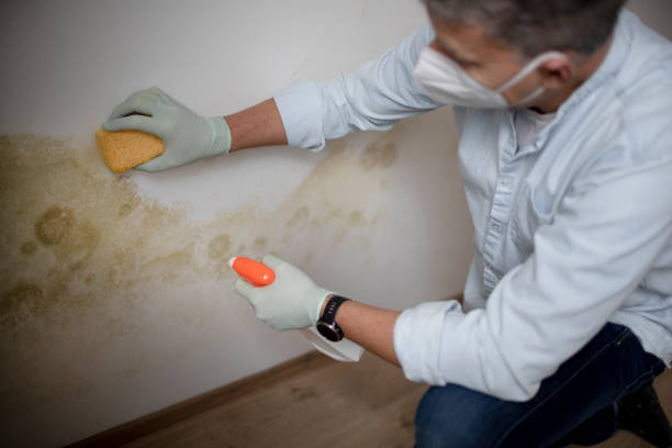 Best Affordable Mold Removal  in Bridgeport, PA