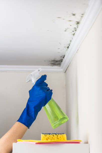 Best Toxic Mold Removal  in Bridgeport, PA
