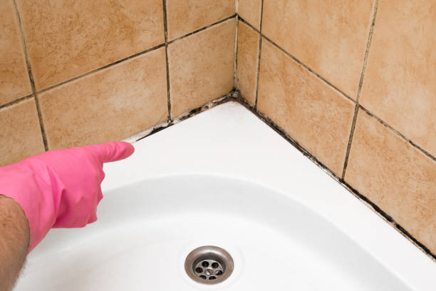 Best Office Mold Removal Services  in Bridgeport, PA